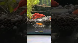 My Betta Fish vs Shrimp Fight in My Wild Aquarium!