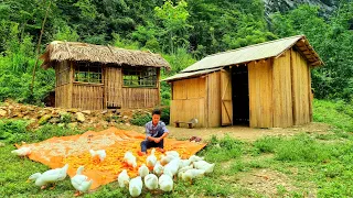 Living in a Wooden Cabin : Harvesting Cassava and Corn - Processing Animal feed - Animal Farm