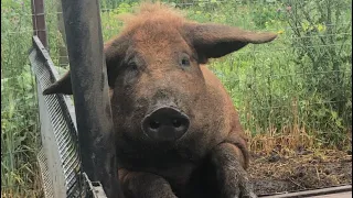 Венгерська мангалиця. Знайомство з нашою фермою.