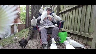 Always hungry, always cheeky, and always cute wild cockatoos