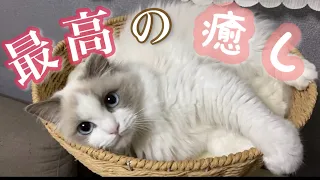 【保存必須⁉︎】子猫のラグドールに癒されていってください