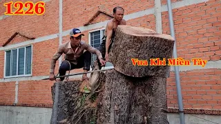 Vua Khỉ cầu xin nhiều lần mới cưa hạ được cây Trôm gần 4 người ôm ( Tổng hợp ). Cutting tree