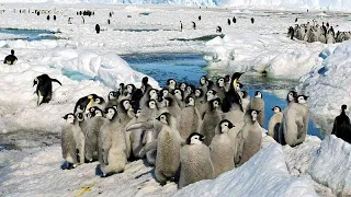 Massensterben von Pinguinküken durch vorzeitig schmelzendes Eis