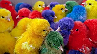 Tangkap Ayam Lucu, Ayam Warna Warni, Ayam Rainbow Gokil, Kelinci, Kucing Lucu, Bebek, Hewan Lucu