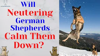 Will Neutering a Hyperactive German Shepherd Calm Him Down?