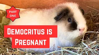 What to do if your GUINEA PIG is PREGNANT - Part 1