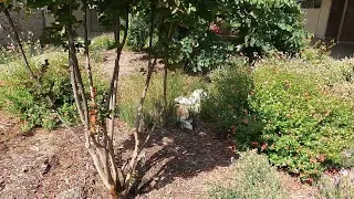 How To Convert Your Lawn Into A Drought Tolerant Garden / Before and After