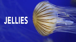 Jellies: Captivating & Mysterious