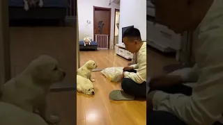 Man scolds puppies and finally mother comes for their rescue