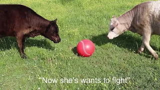 Cows Play Ball for the First Time!