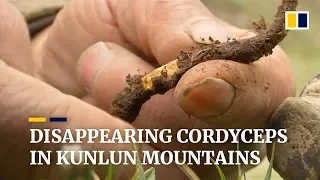 Disappearing cordyceps in China’s Kunlun mountains