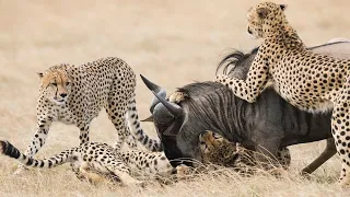 Cheetahs attack High-speed hunters of the Savannah..