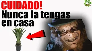 🚫Esta Planta 🌿Atrae Muy MALA SUERTE A Tu Hogar. Si La Tienes 🚧Deshazte De Ella De Inmediato