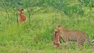 Lamb Cries for Mom to Help Save him from Leopard