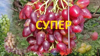 @Виноград ДУБОВСКИЙ РОЗОВЫЙ, супер виноград  Виноград 2021