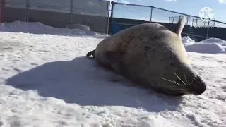 Fat silly seals