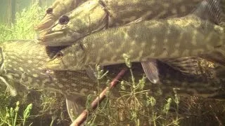 RARE: Pike fish spawning / нерест щуки / tarło szczupaka. Щука szczupak snoek muskie.