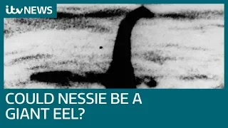 Loch Ness Monster could be giant eel, study reveals | ITV News