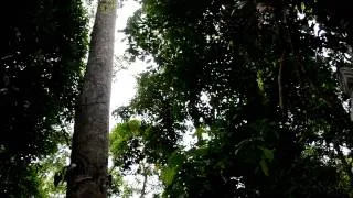 The call of gibbons in the jungle of north Borneo (Sabah 2011)