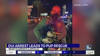 Driver arrested for DUI after falling asleep at the wheel with puppy in vehicle