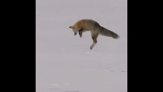 Diving into Christmas like a red fox (Vulpes vulpes) dives into the snow to catch a rodent
