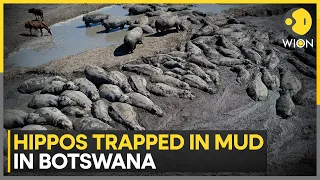 Herds of endangered hippos trapped in mud in drought-hit Botswana | WION News