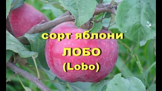 Сорт яблони Лобо (Lobo)