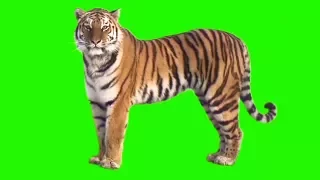 GREEN SCREEN TIGER - FULL HD ( DOWNLOAD LINK )