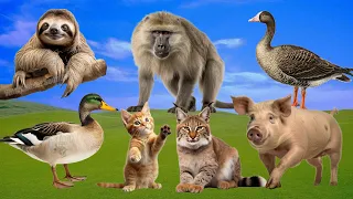 Amazing Familiar Animals Playing Sounds: Goose, Lynx, Baboon, Pig, Sloth, Duck - Cute Little Animals