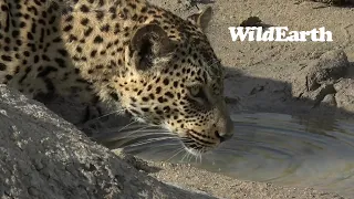 WildEarth - Sunrise Safari - 16 March 2022