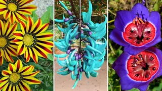 As 10 Flores COLORIDAS Mais LINDAS do Mundo Que Vão Te Surpreender