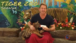 The amazing Sriracha Tiger Zoo just outside of Pattaya Thailand