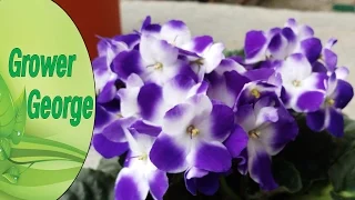 My African Violet in full flower