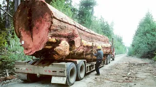 Extreme Dangerous Idiots Logging Load Truck Driving Skill! Heavy Wood Truck Off Road Stuck in Mud