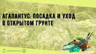 Агапантус: посадка и уход в открытом грунте