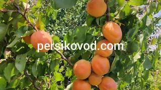 Абрикос Примарис 02.07.2020г persikovod.com