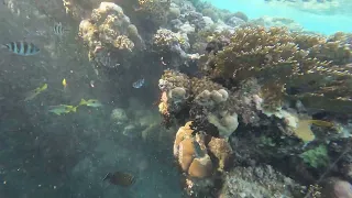 Ghalib Beach, Marina Resort Port Ghalib, a member of Radisson Individuals, Corals, fish, sea, 4k, 1