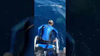 Scientist nearly dives into shark’s mouth