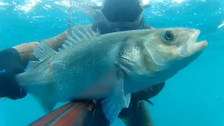 Spearfishing Croatia compilation 2020, Brancin, levrek, loup, spigola,robalo, labrax,