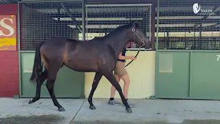 Press Statement x Bondini filly. Purchased from the 2023 Magic Millions January sale.