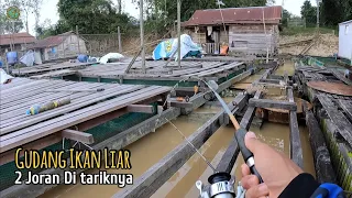 Mampuss!! Tiada Henti JORAN MELENGKUNG HAMPIR PATAH DI TARIK Penghuni sungai Kalimantan