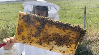 Discovery Day: Pollinators -- Meet the Bees with the KU Beekeeping Club