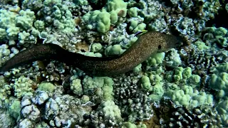 Moray Eels | Maui Underwater Life