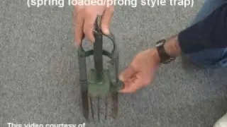 How to set a mole trap - spring loaded or spike style mole trap