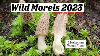 Wild Morel Mushrooms in the Northwest-  Wild woodland morels in spring 2023