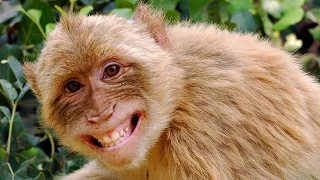 Compilation Funny Animals: Funny monkey (Животные: смешные обезьяны)