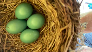 Bird cam- American robin laying, hatching , calling etc