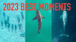 BEST GREAT WHITE SHARK FOOTAGE 2023 (4k Drone Footage)