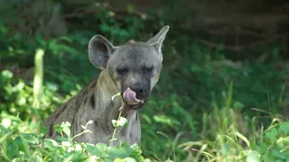 Hyena