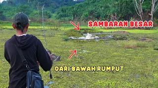 Meledak dari dalam..!! hamparan hijau ini terdapat gabus besar || menyambar dengan ganas